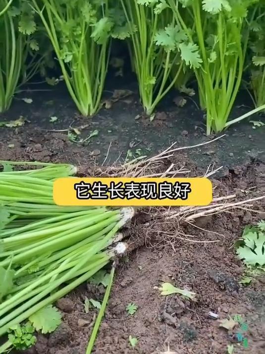 阳台香菜自由!大叶品种四季可种,随吃随摘新鲜爆棚