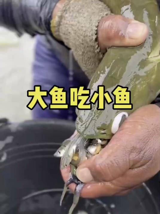 大鱼吃小鱼原来是真的