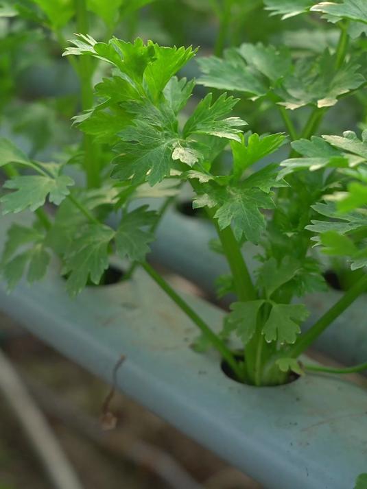 水培种植芹菜经常遇到的三个问题