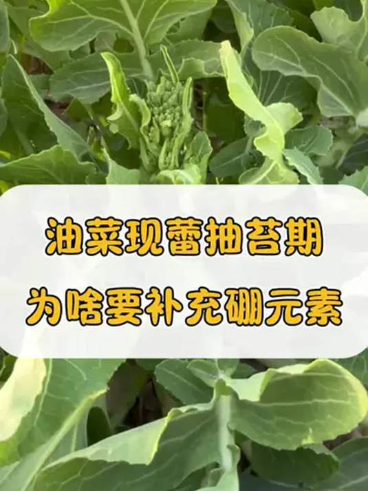 油菜现蕾出苔期补硼,原因在此!咋操作?快看!