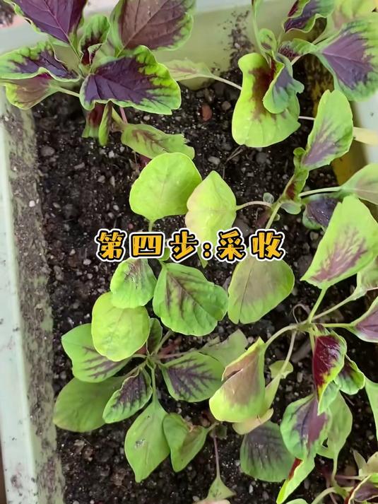 红苋菜种子紫红叶,花青素含量超高,清炒出锅色香味俱全