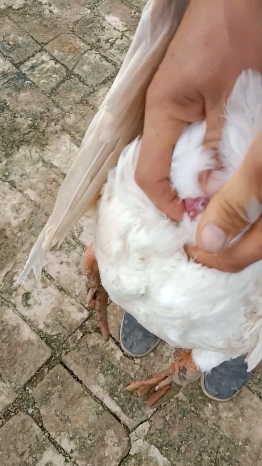 大鹅如何分公母