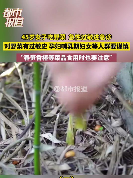 45岁女子吃野菜 急性过敏进急诊对野菜有过敏史 孕妇哺乳期妇女等人群要谨慎