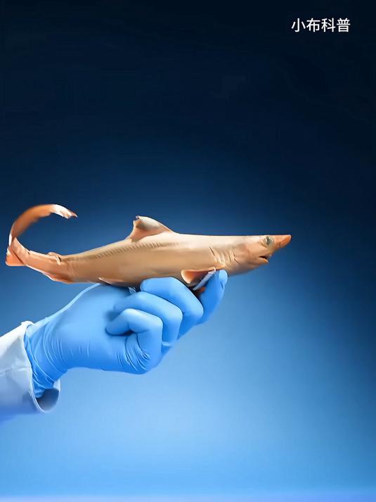 原来牙齿最多的鱼，竟然不是鲨鱼？