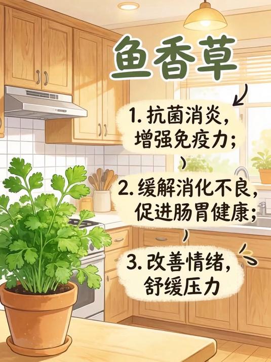 鱼香草的作用和功效,别再当普通香料了!它隐藏的这3个好处,知道就是赚到!