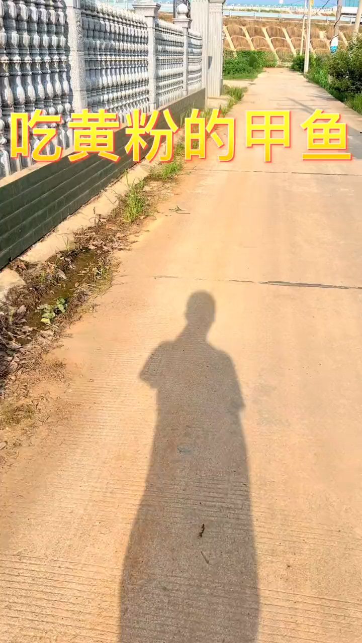 很多兄弟以为黄底板就是野生甲鱼!不是的,告诉你,还有吃黄粉的激素甲鱼