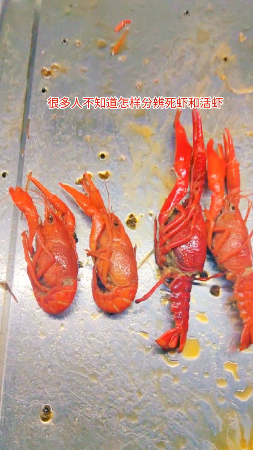 死虾与活虾一眼分辩