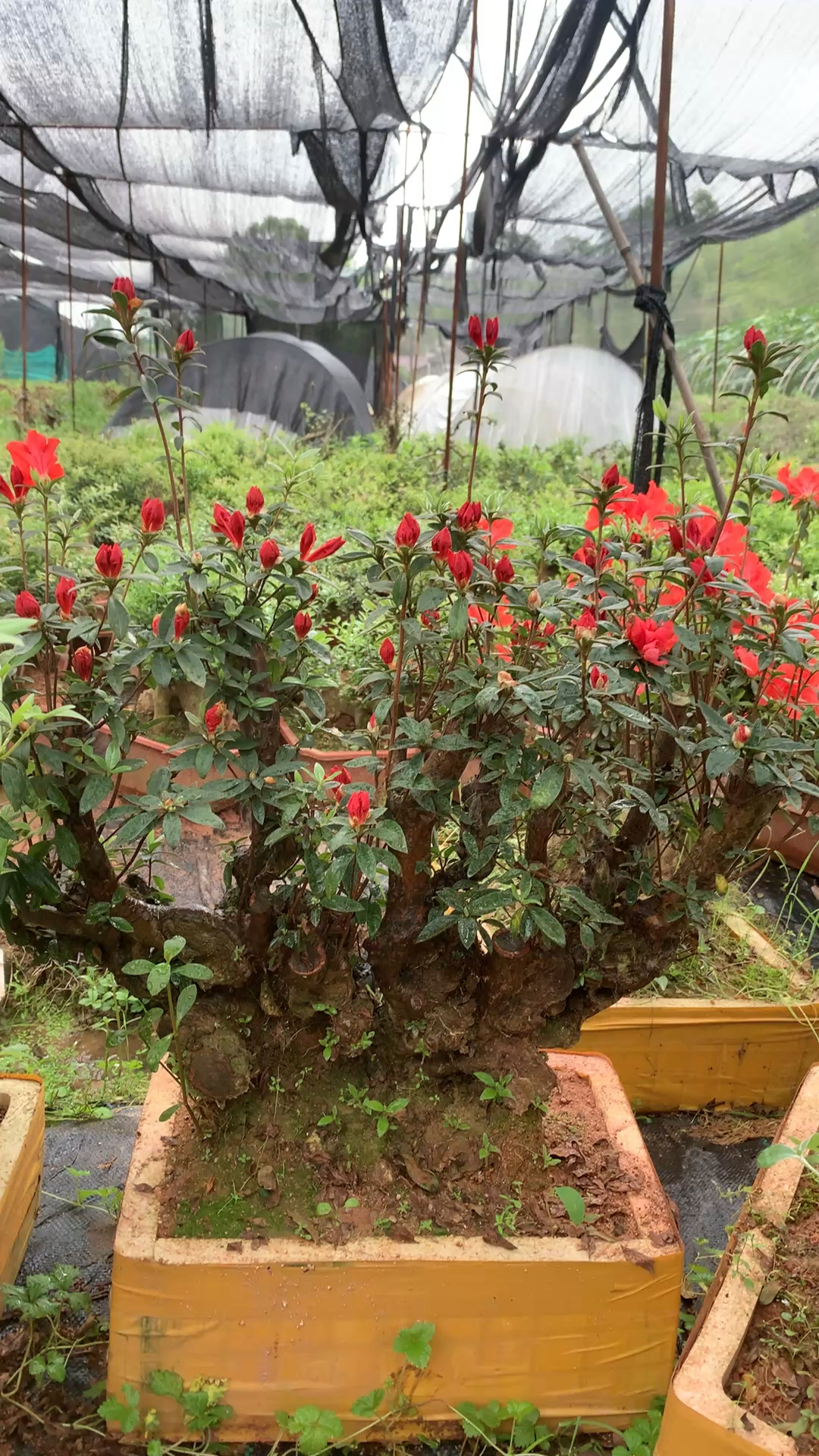 映山红鸡血红杜鹃花,它的花比国旗红,花期比国旗红稍微晚一个月。