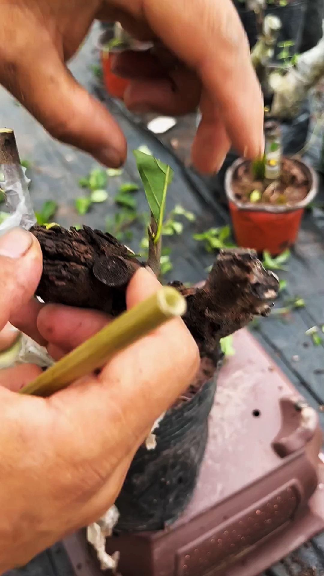 老鸭树嫁接注意事项