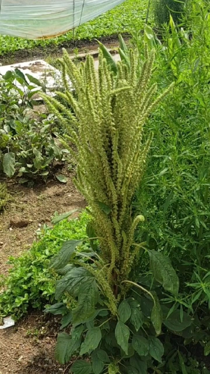地里的苋菜开花结籽了,除了可以养籽做种,它的籽还可以炒香做米花糖