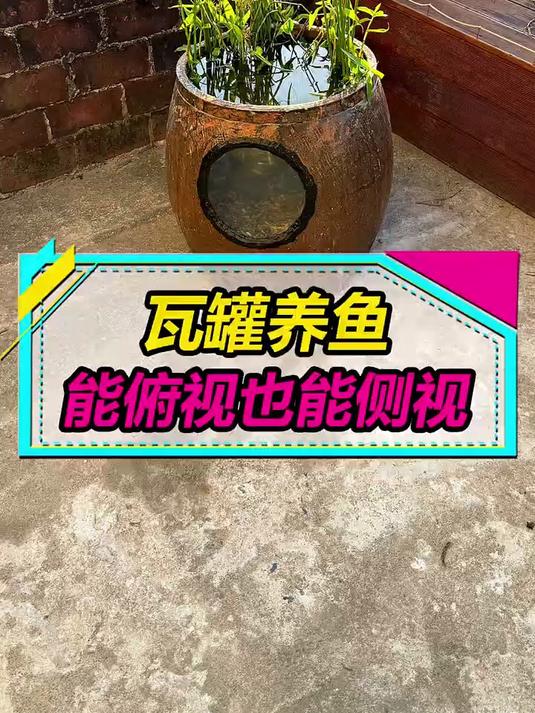 瓦罐养鱼新方法，既能俯看，又能侧看~