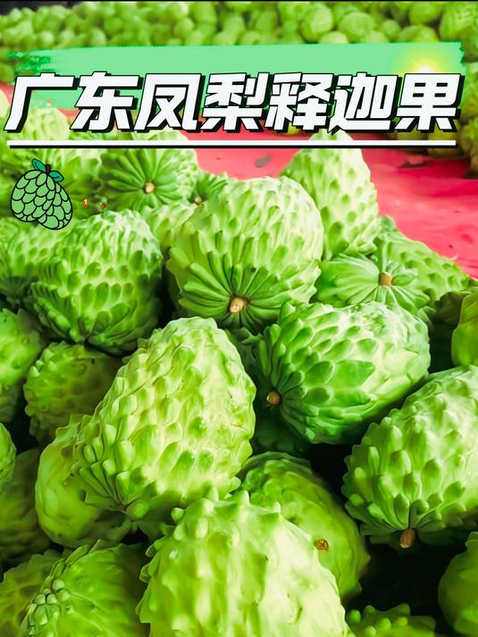 释迦果爱好者入，广东凤梨品种，软糯香甜，风味独特！