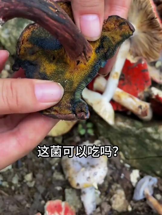 带你认识22种可食用的“菌”，你都吃过几种？