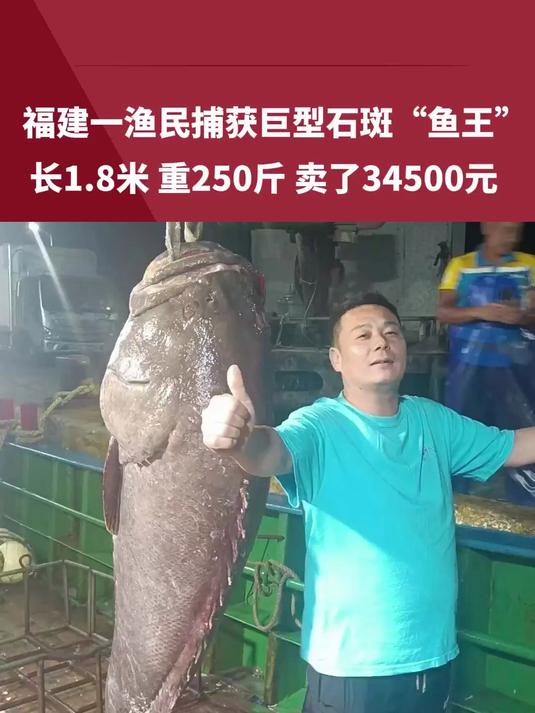 福建一渔民捕获巨型石斑“鱼王”卖了34500元:长1.8米,重250斤!