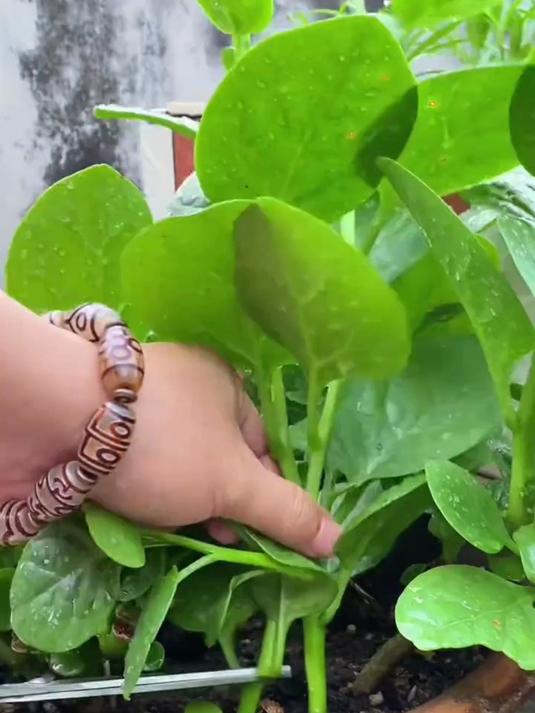 选奶油木耳菜种子,茎白叶厚易成活,阳台秒变蔬菜天堂