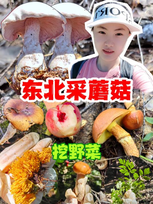 在东北上山采蘑菇、挖野菜,婆婆丁真苦,干豆腐卷大葱野餐必备!