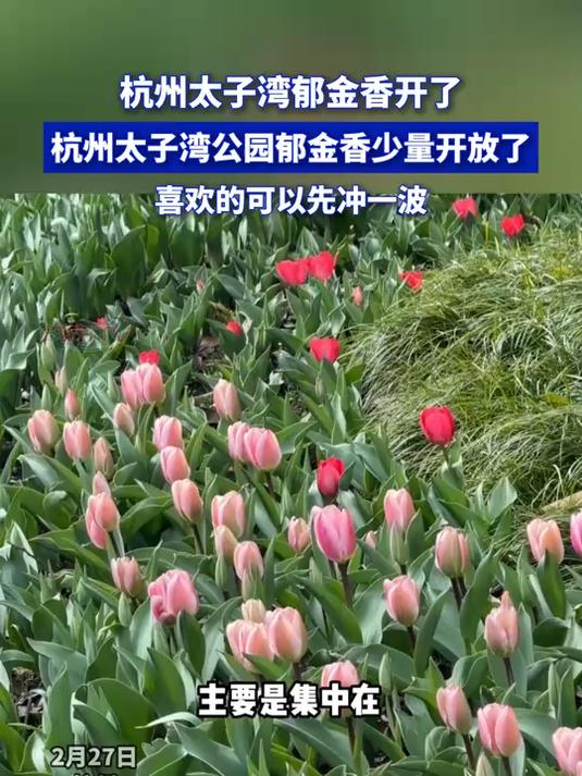 杭州太子湾郁金香开了,杭州太子湾公园郁金香少量开放了