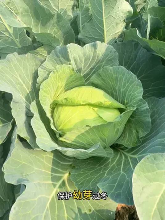 自己种甘蓝和包菜,纯天然蔬菜种子这样选!