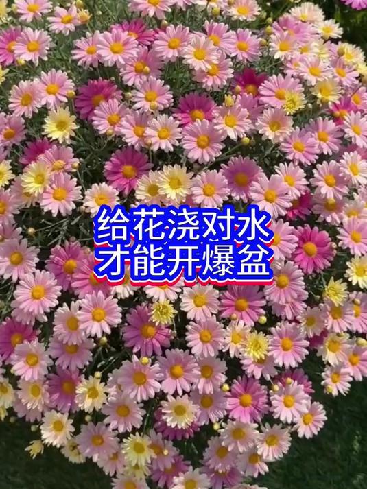 室内绿植旺家技巧大全