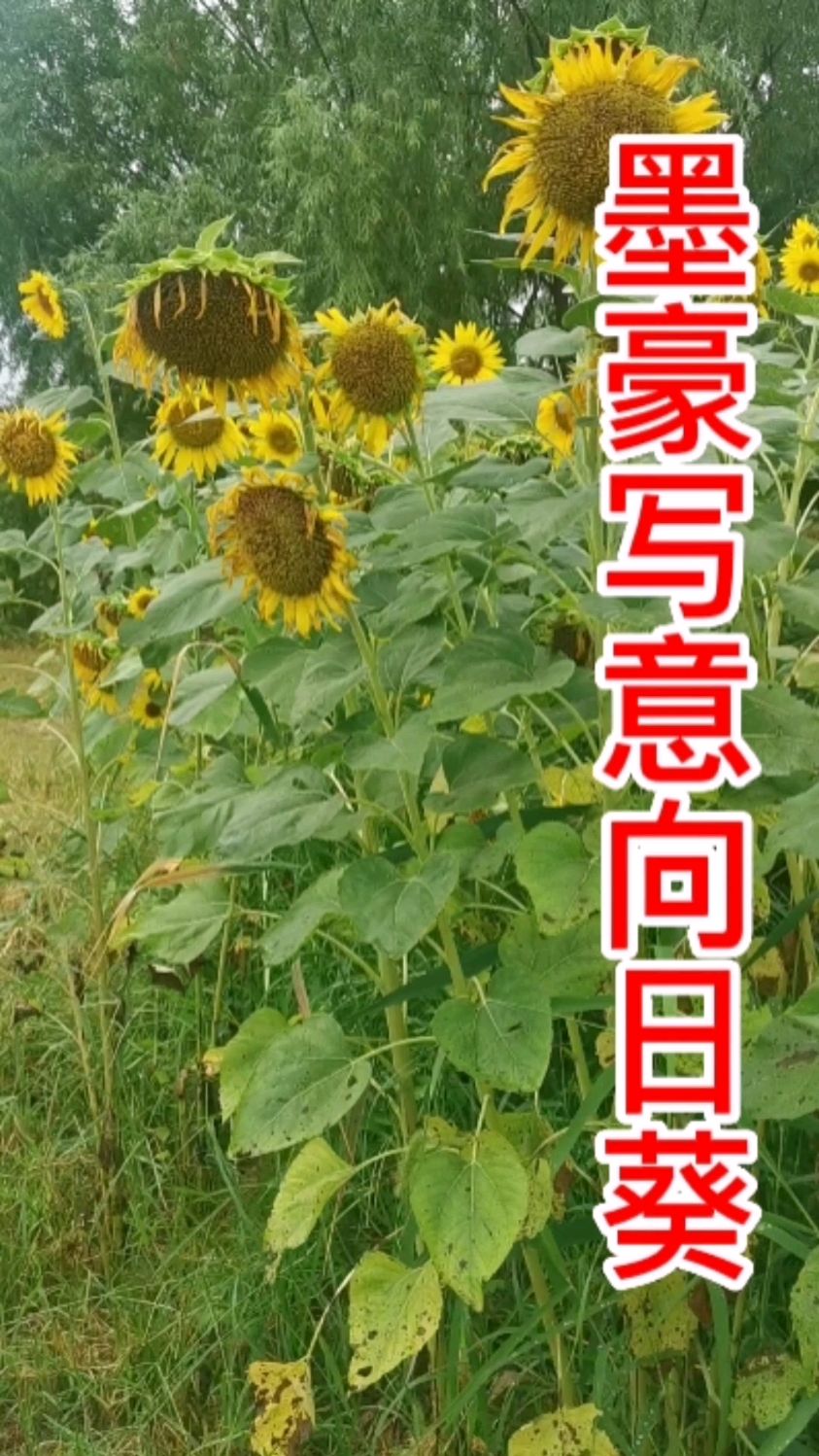 墨豪大写意向日葵