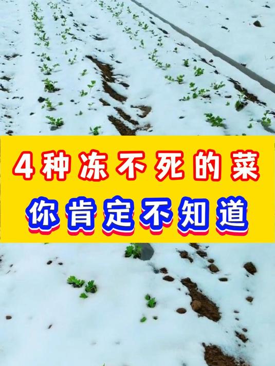四种冻不死的蔬菜