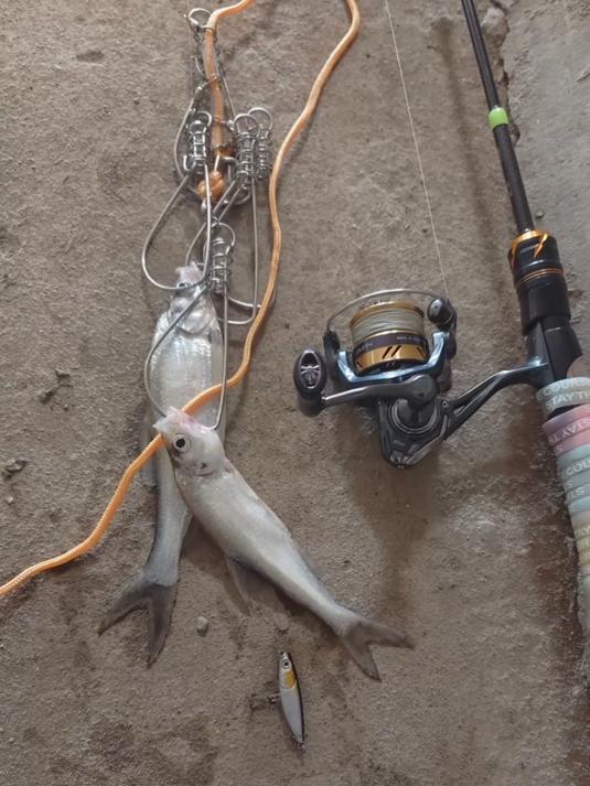 老六钓友!这么大个鱼扣就锁这样的鱼?鱼:没想到有一天会被淹死