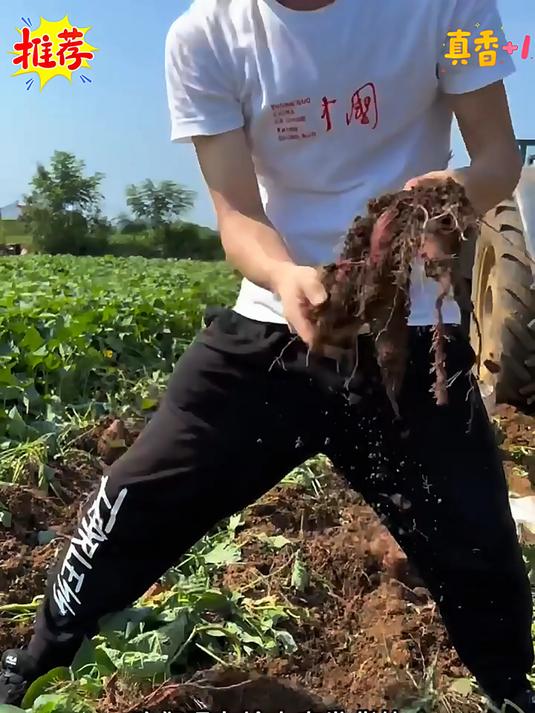 软糯香甜粗纤维高饱腹低热量的沙地糖心紫薯香甜可口蒸着吃做馒头打豆浆好吃又营养