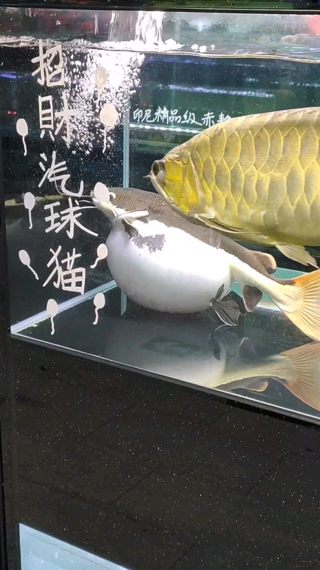 霸气侧漏招财猫观赏鱼、金龙鱼