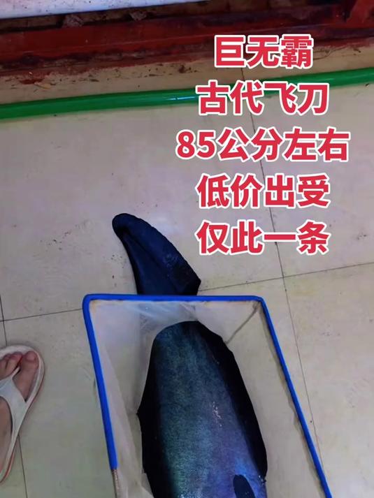 原生古代飞刀鱼,85公分左右,全品大物