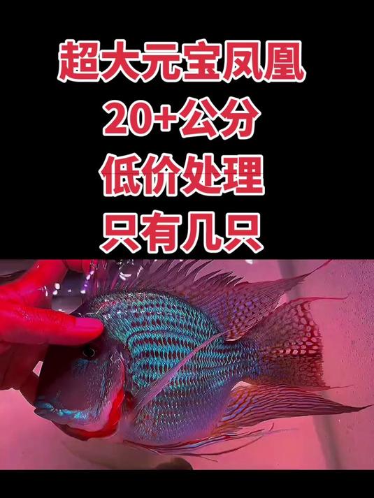 特惠超大元宝凤凰鱼,20+公分,底色丰富,全品无暇