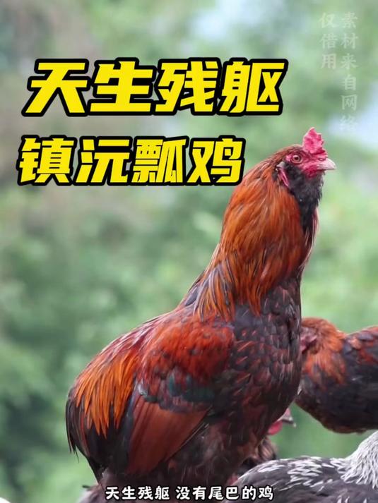 天生残躯却美味无比的镇沅瓢鸡，你值得拥有