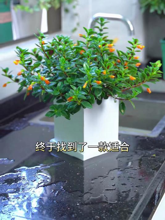 金鱼吊兰剪枝就能活,办公室/出租屋友好,打工人必备绿植