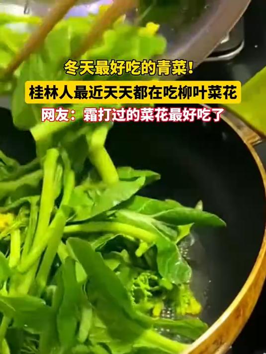 冬天最好吃的青菜!桂林人最近天天都在吃柳叶菜花