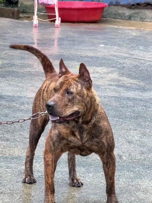 带你认识一些中国特有的犬种