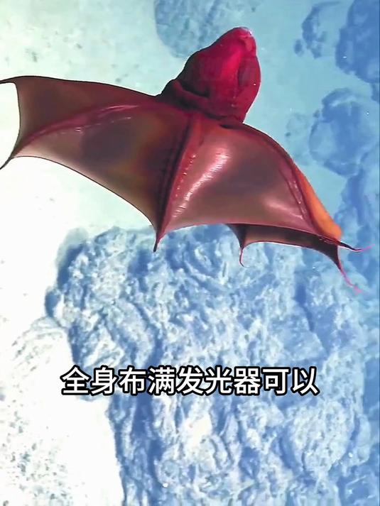 分享章鱼12种