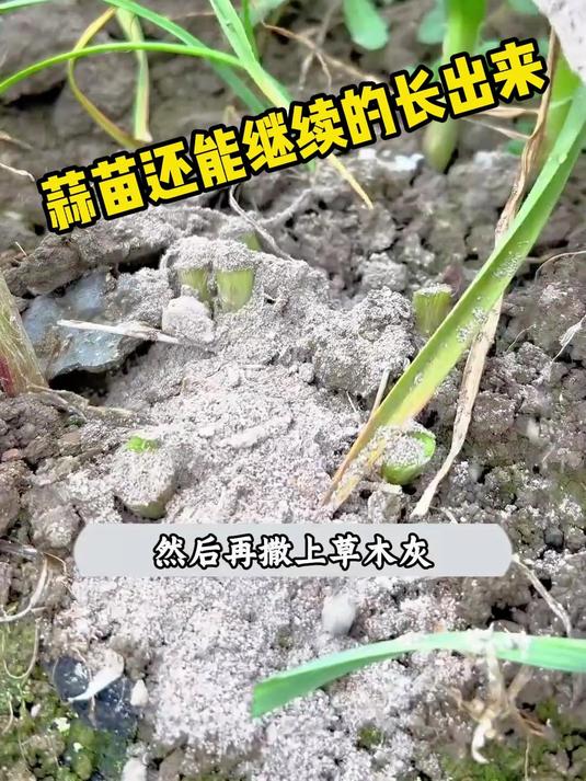 蒜苗还能继续的长出来
