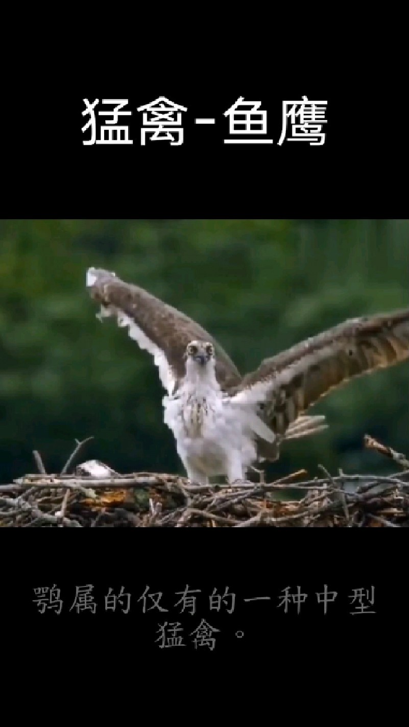 海上猛禽-鱼鹰