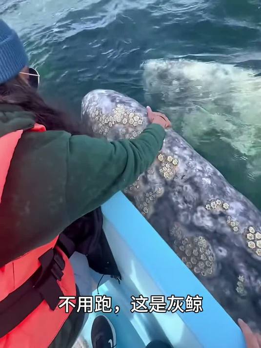 带你认识不同种类鲸鱼