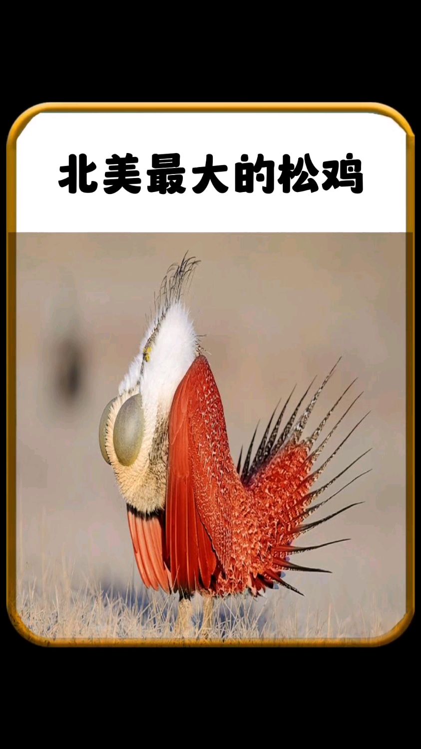 北美洲最大的松鸡