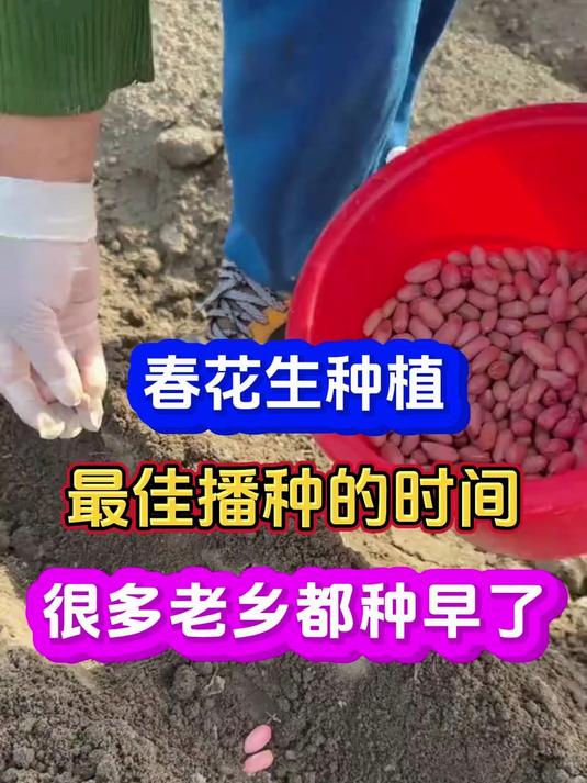 春花生最佳播种时间是什么时候