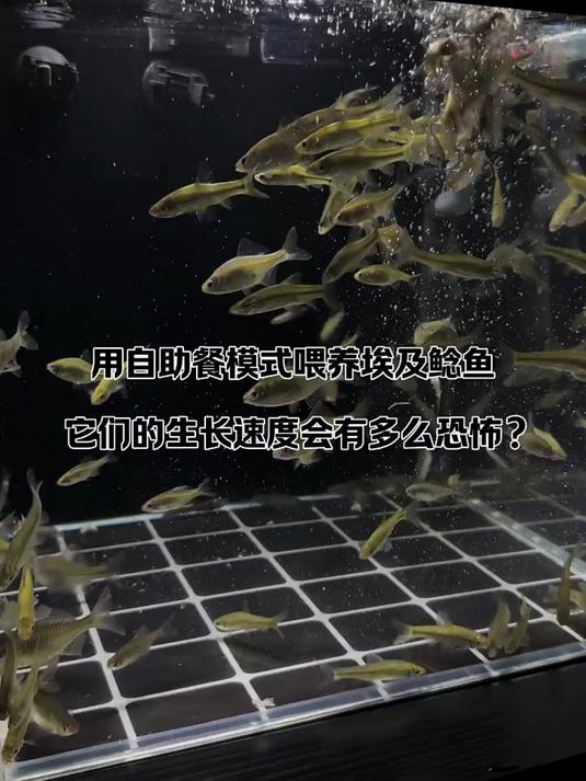 没想到埃及鲶鱼如此勇猛!简直恐怖如斯!