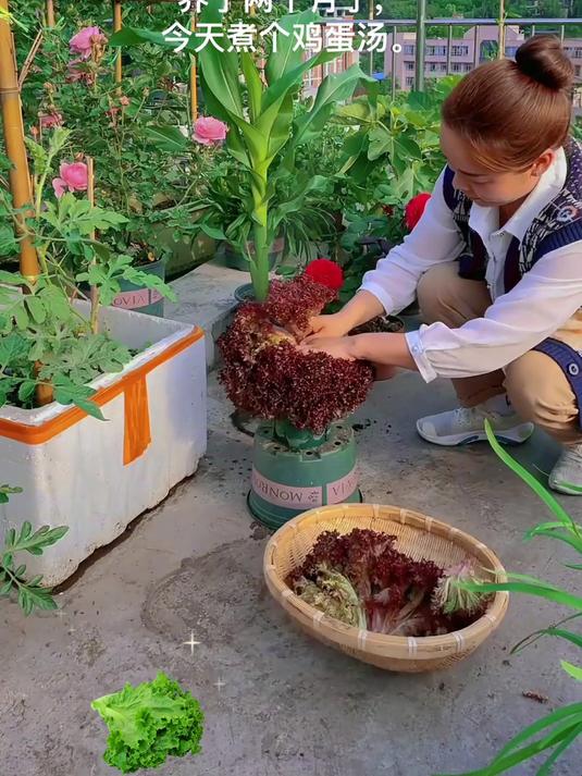种紫叶生菜种子,阳台变菜园,轻松实现蔬菜自由!