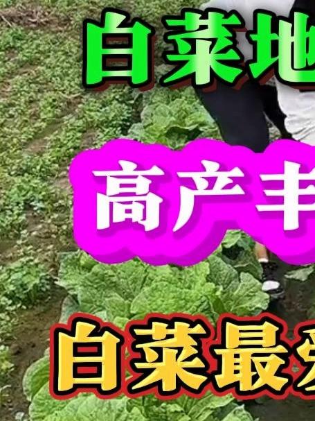 白菜地里撒一把高产丰收用车拉白菜最爱的小东西