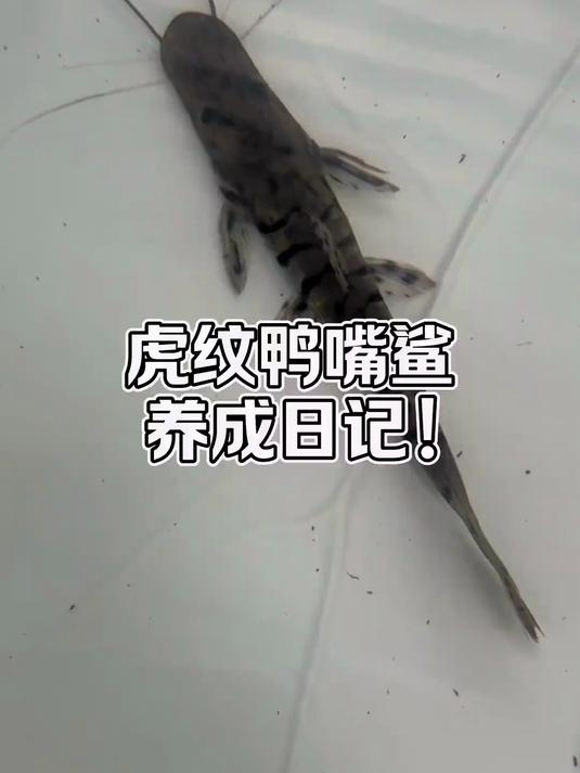 时隔半年二代鸭嘴鲨正式回归!这次我会记录它全部生长过程!