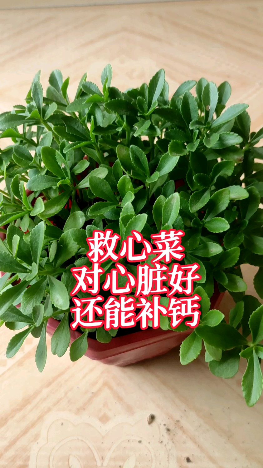 救心菜,养心又补钙,种一次采收20年,阳台菜园都能种