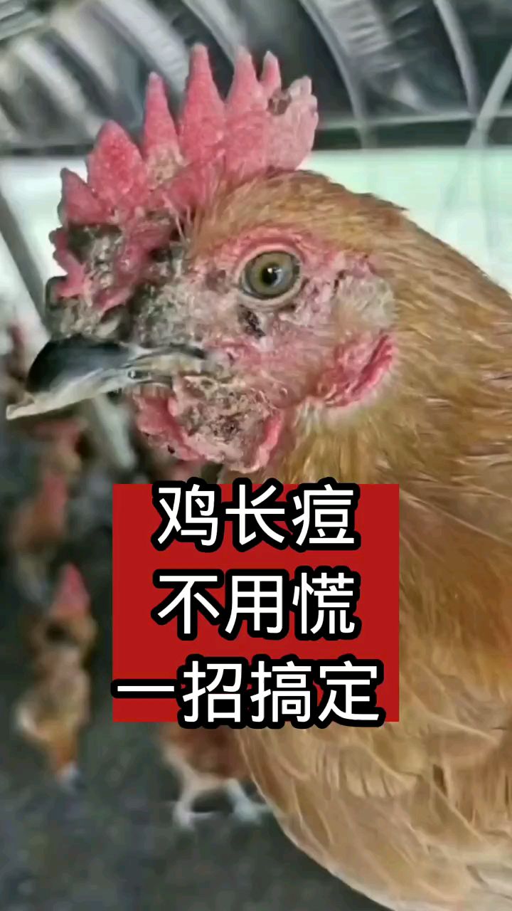 鸡长鸡痘,不用慌,一早解决