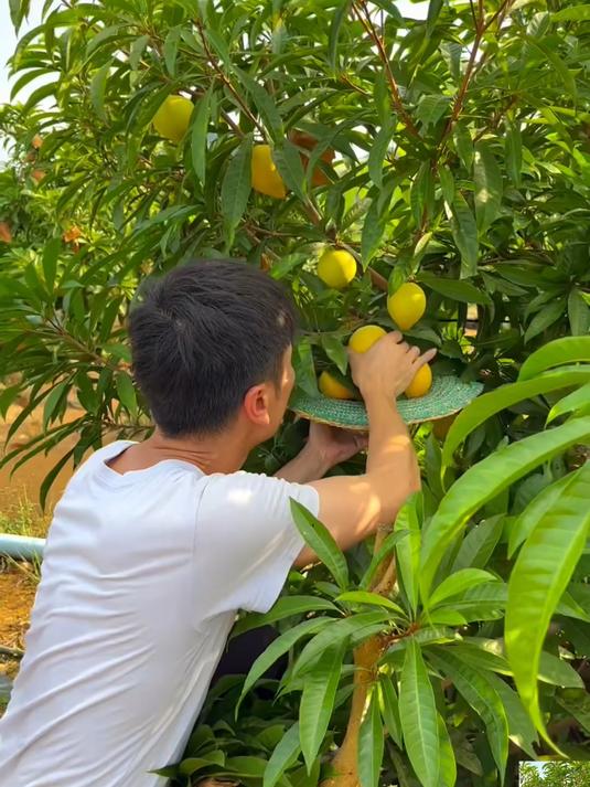 长在树上的鸡蛋果软糯香甜真的太好吃了！