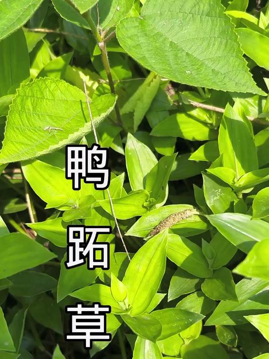  你知道鸭跖草的好处吗
