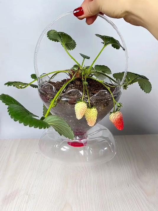 大号塑料瓶你家有吧快来一起做花盆吧种花种菜都实用