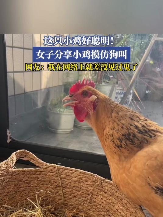 这只小鸡好聪明!女子分享小鸡模仿狗叫